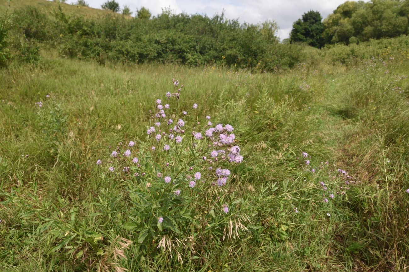 Изображение особи род Cirsium.