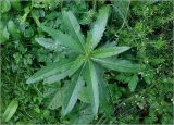 Cirsium arvense