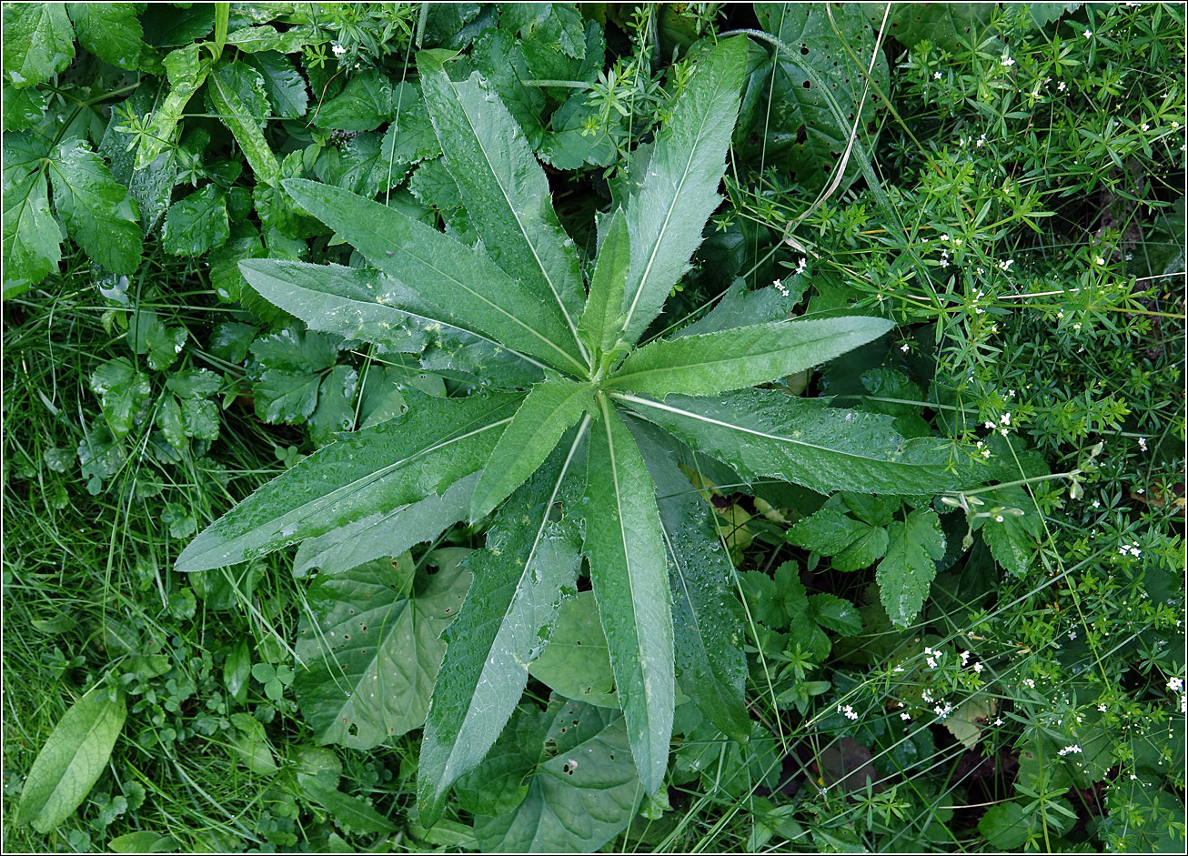 Изображение особи Cirsium arvense.