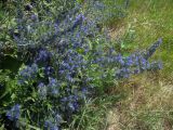 Echium vulgare