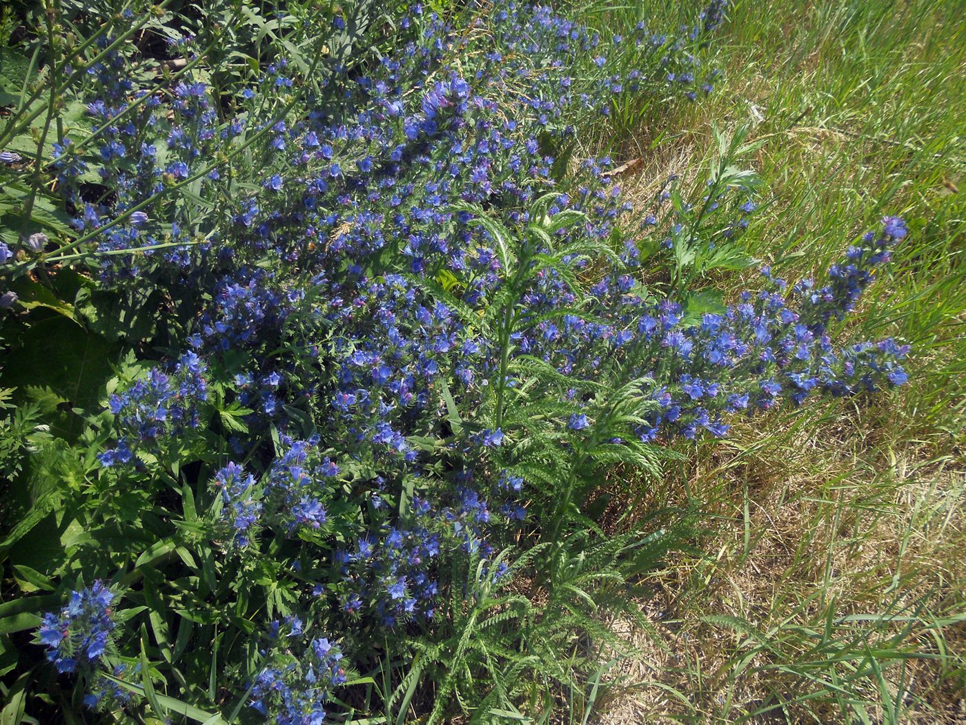 Image of Echium vulgare specimen.