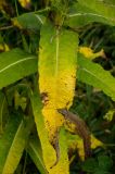 Sonchus palustris. Повреждённый лист, принимающий осеннюю окраску. Самарская обл., Камышлинский р-н, 1171-й километр трассы М-5 Урал, берег р. Телегас, луг. 8 сентября 2023 г.