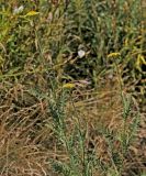 Achillea filipendulina