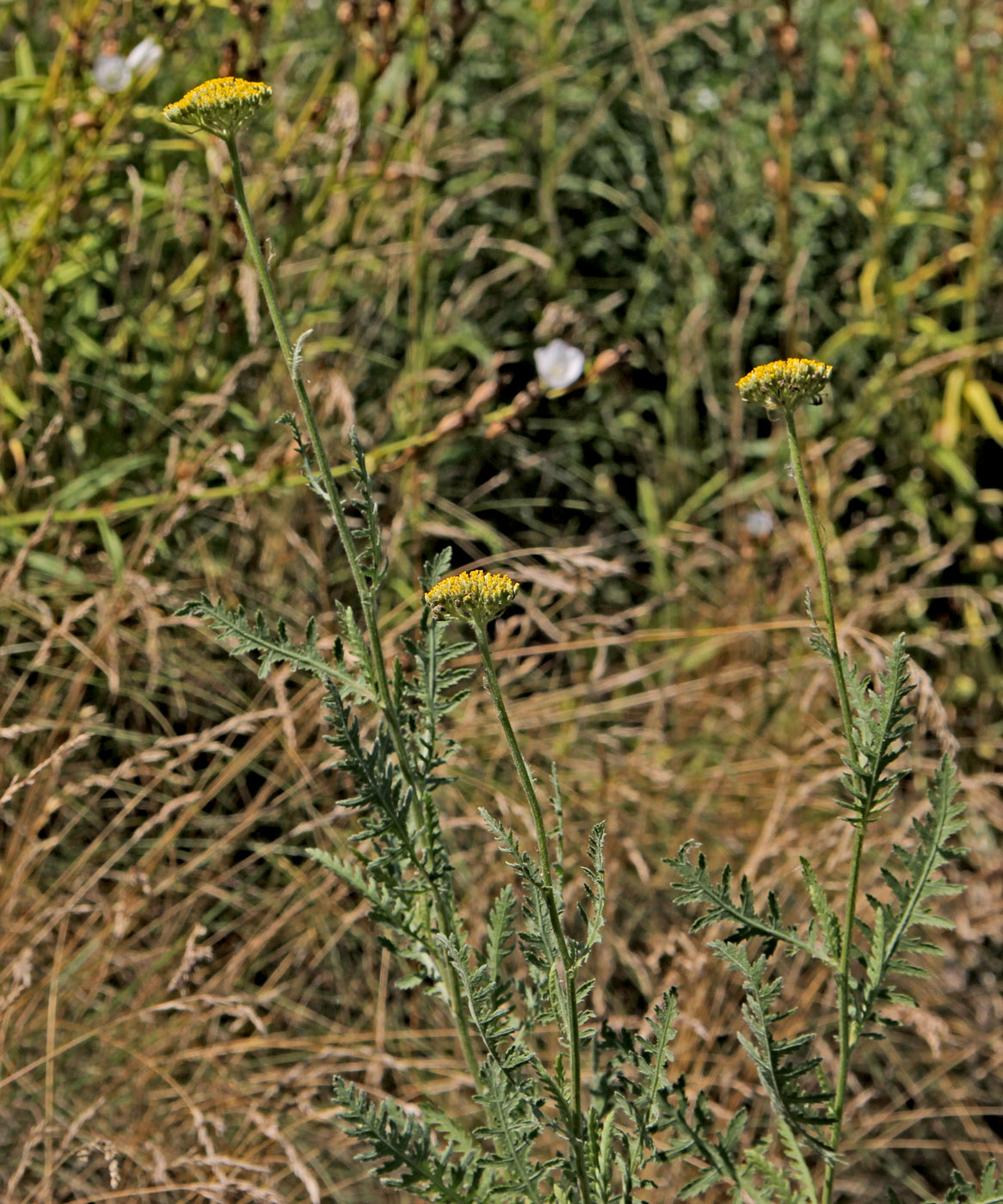 Image of Achillea filipendulina specimen.