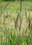 Hordeum brachyantherum. Соцветие. Камчатский край, Елизовский р-н, берег оз. Тахколоч, луг. 04.08.2024.