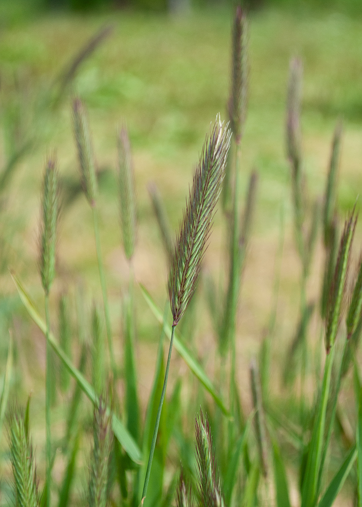 Изображение особи Hordeum brachyantherum.