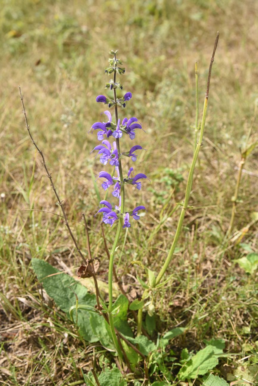 Изображение особи род Salvia.