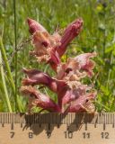 Orobanche owerinii