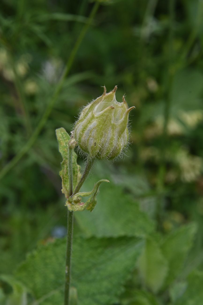 Изображение особи Melandrium latifolium.