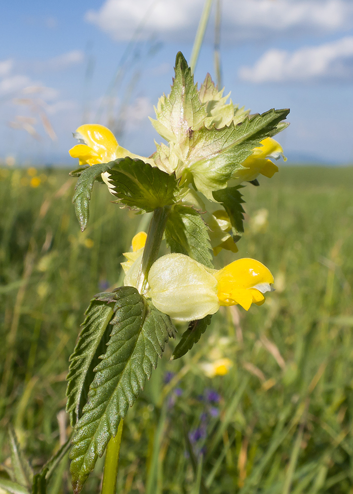 Image of Rhinanthus vernalis specimen.