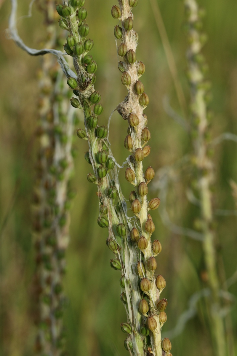 Image of Triglochin maritima specimen.