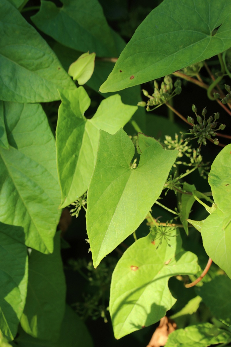 Image of Calystegia sepium specimen.