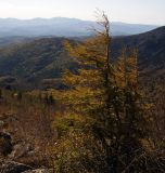 Смотреть изображение Larix olgensis