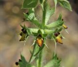 Sideritis montana