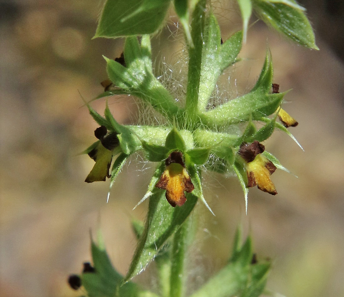 Image of Sideritis montana specimen.