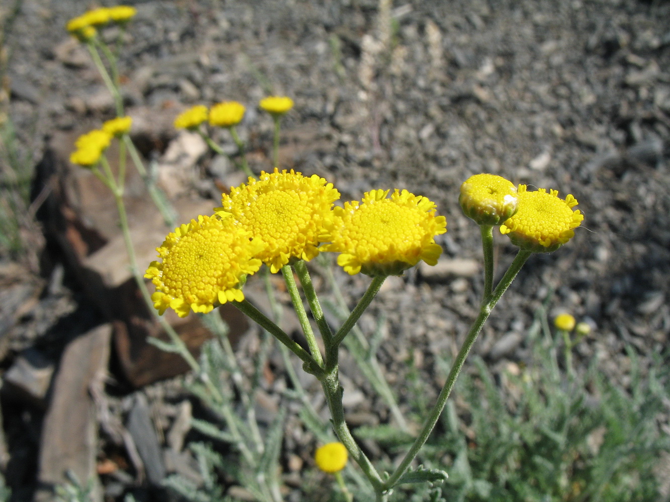 Image of Tanacetum saxicola specimen.