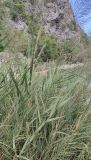 View full-size image Arundo donax