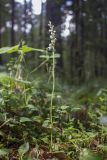 View full-size image Goodyera repens