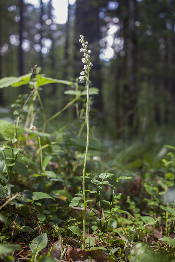 Изображение особи Goodyera repens.