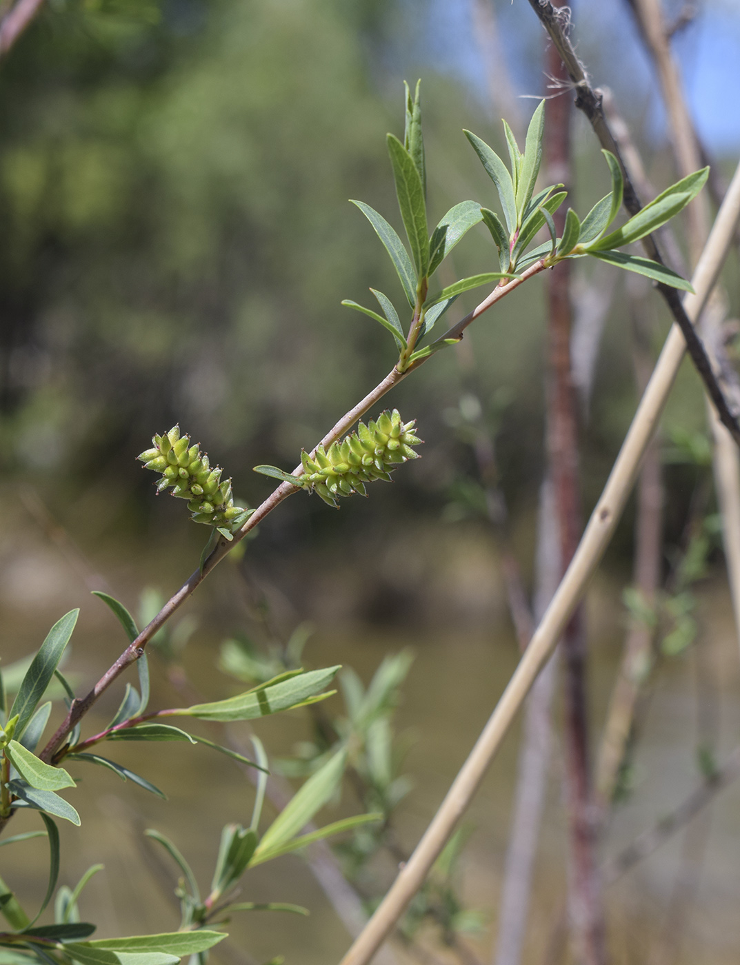 Image of Salix purpurea specimen.
