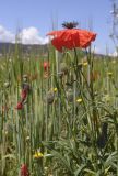 View full-size image Papaver rhoeas