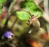 Смотреть изображение Viola phalacrocarpa