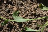 View full-size image Arabis caucasica