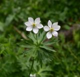 View full-size image Anemonastrum fasciculatum