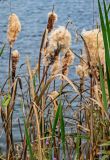 View full-size image Typha latifolia
