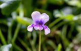 Смотреть изображение Viola hederacea