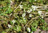 View full-size image genus Erophila