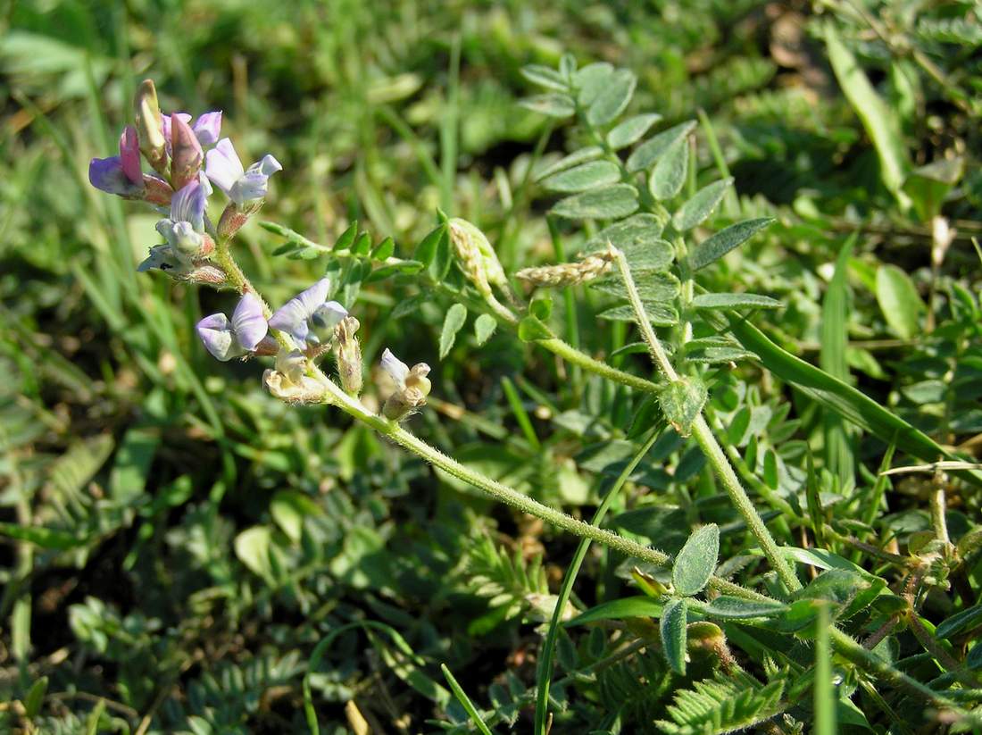 Image of Oxytropis glabra specimen.