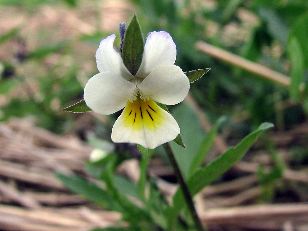 Изображение особи Viola arvensis.