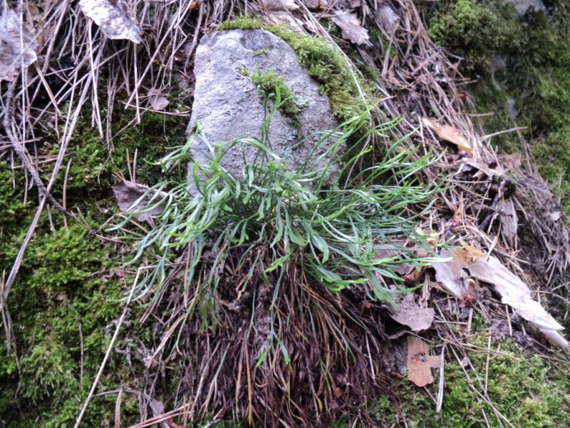 Image of Asplenium septentrionale specimen.