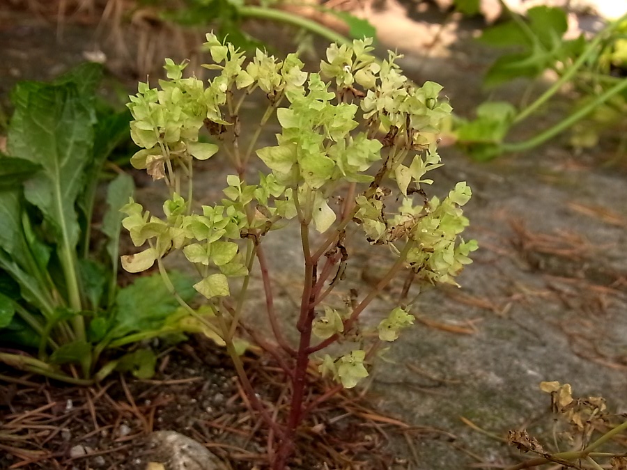 Изображение особи род Euphorbia.