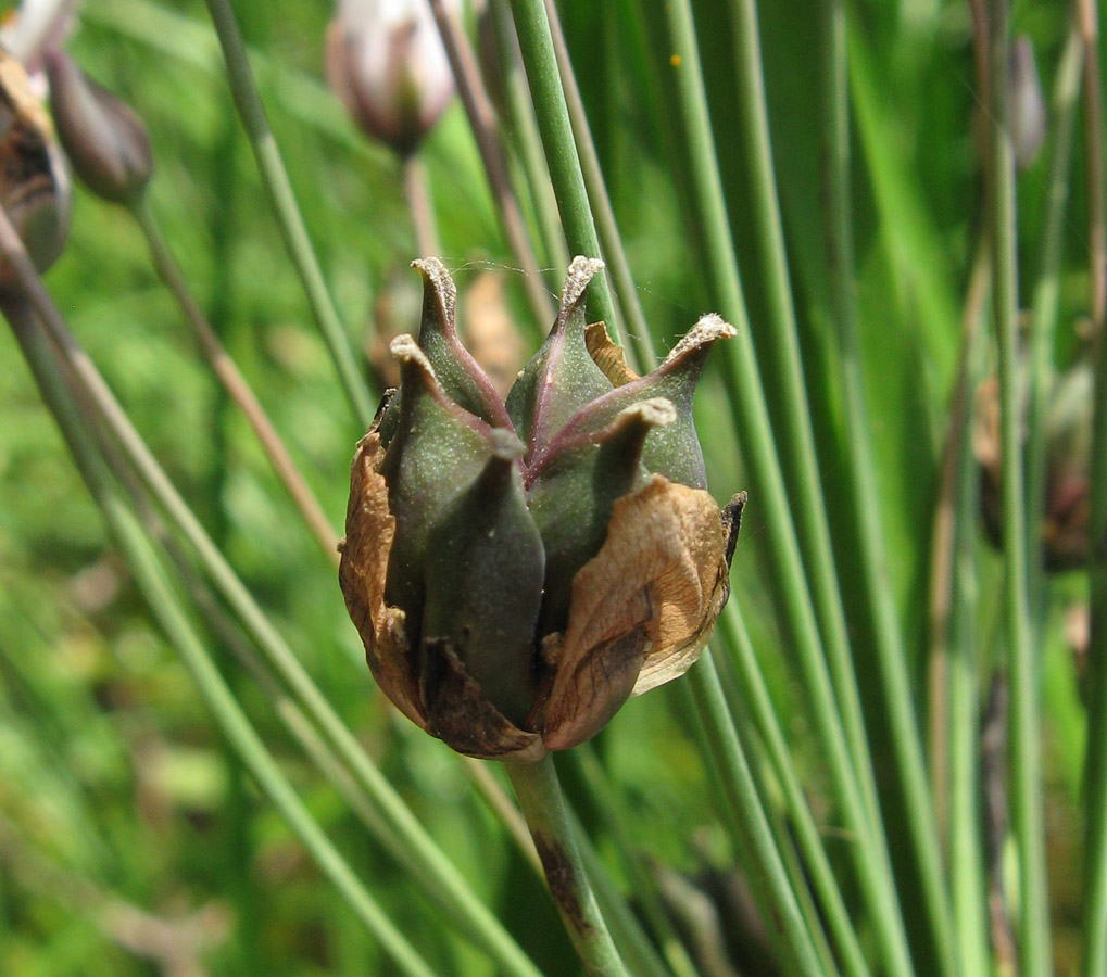 Image of Butomus umbellatus specimen.