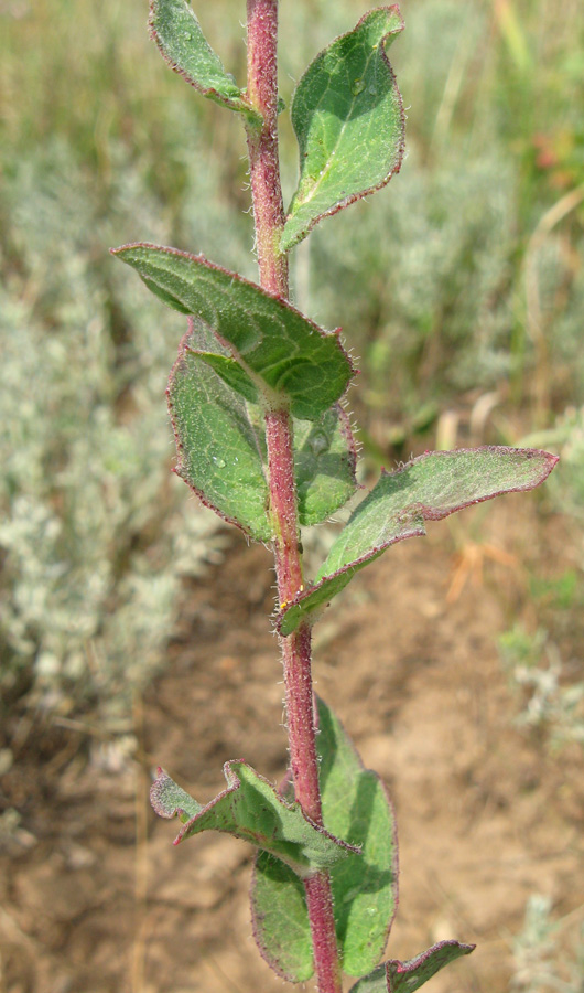 Image of genus Hieracium specimen.