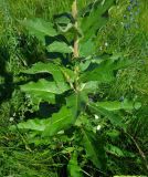 Verbascum ovalifolium. Нижняя часть побега. Ростовская обл., Азовский р-н, с. Кугей, степной склон балки. 22 июня 2011 г.