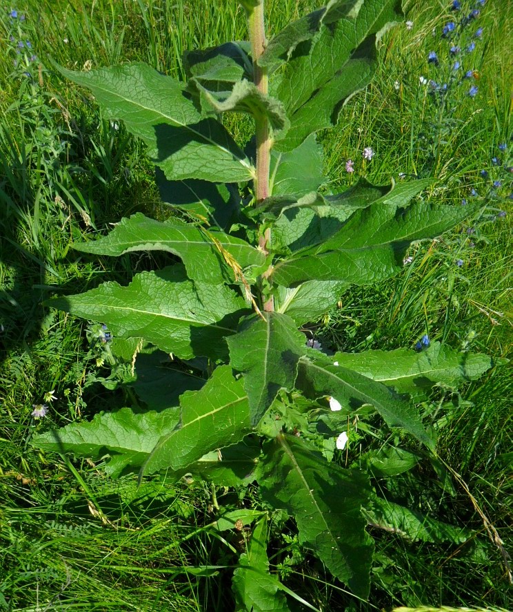 Image of Verbascum ovalifolium specimen.