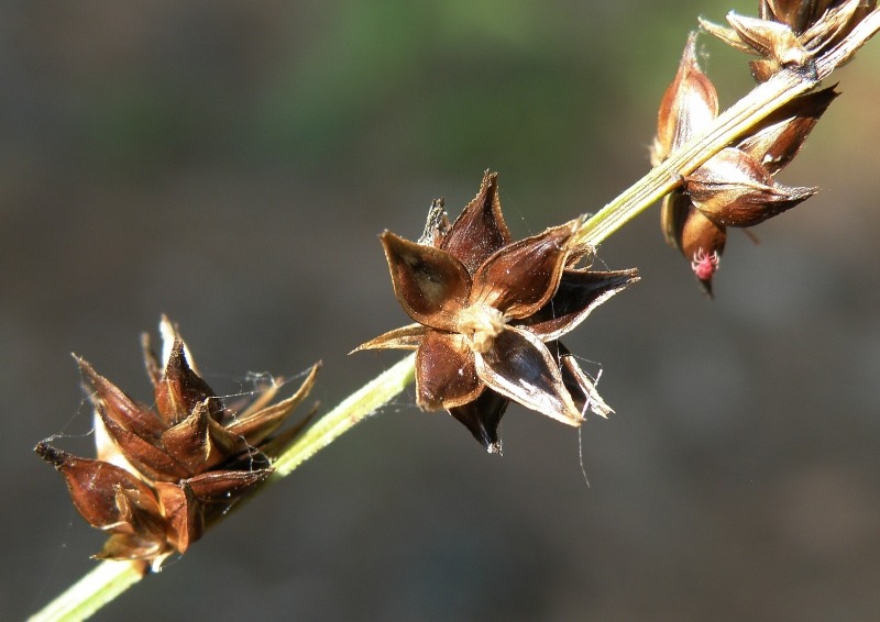 Image of genus Carex specimen.