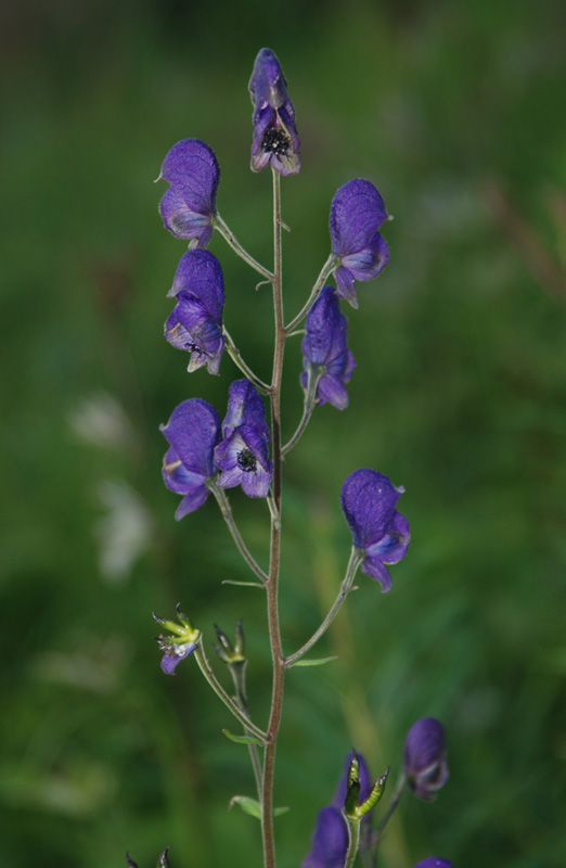 Изображение особи Aconitum baicalense.