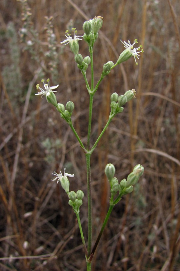 Image of Silene wolgensis specimen.