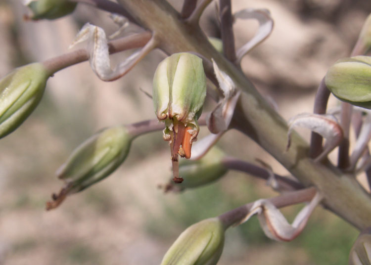 Image of Eremurus comosus specimen.