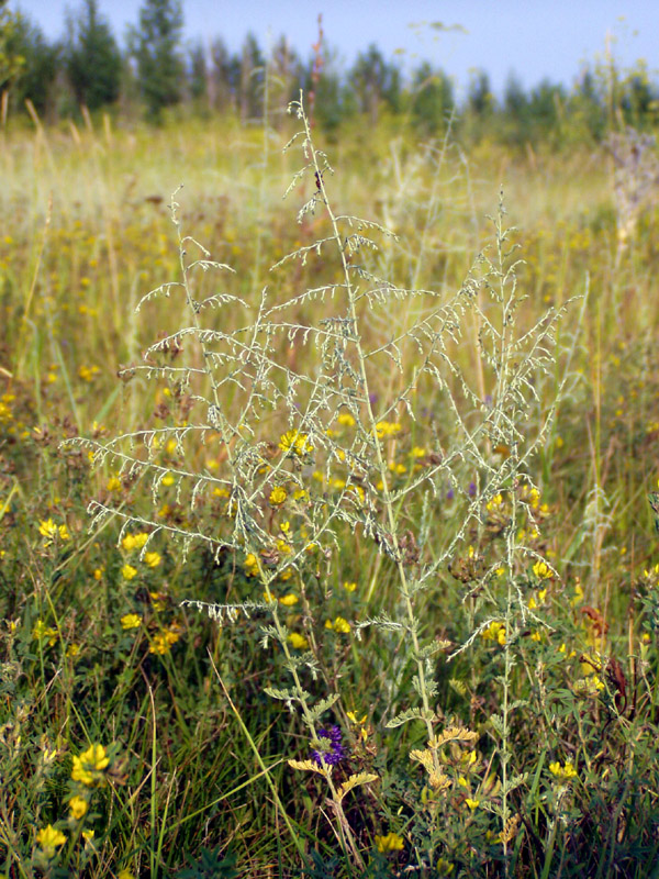 Image of Artemisia santonicum specimen.