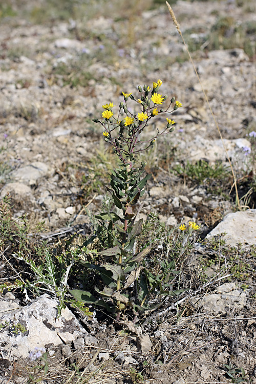 Image of Hieracium virosum specimen.