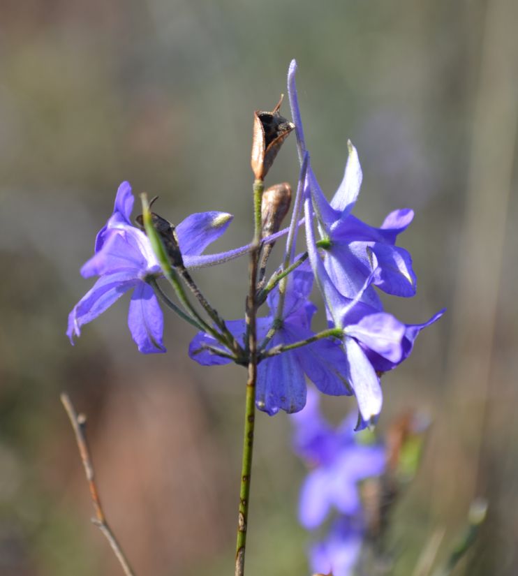 Image of genus Consolida specimen.