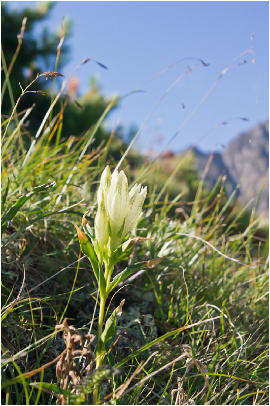 Изображение особи Gentiana algida.