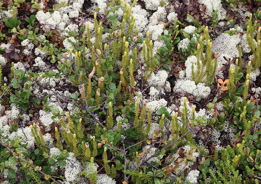 Image of Lycopodium dubium specimen.