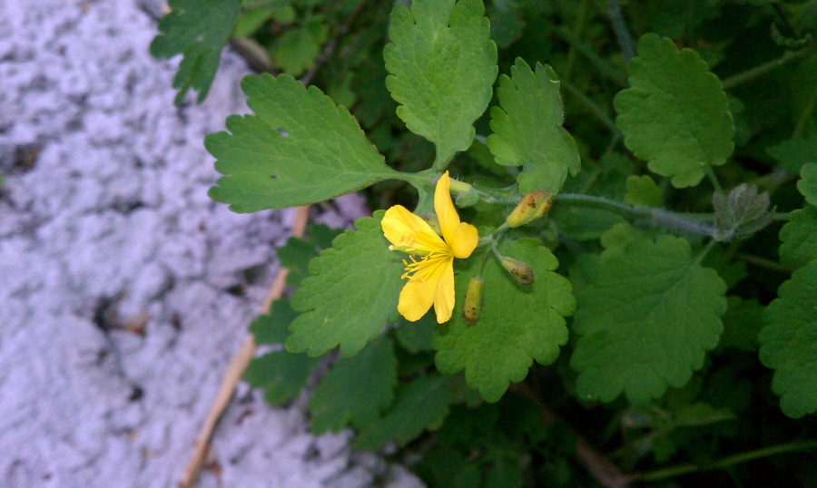 Изображение особи Chelidonium majus.