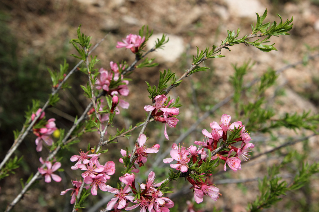 Изображение особи Amygdalus petunnikowii.